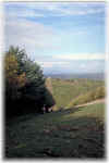 sburgos2.jpg (83217 Byte)
